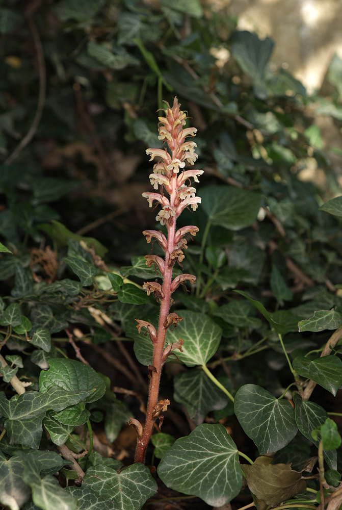 Изображение особи Orobanche hederae.