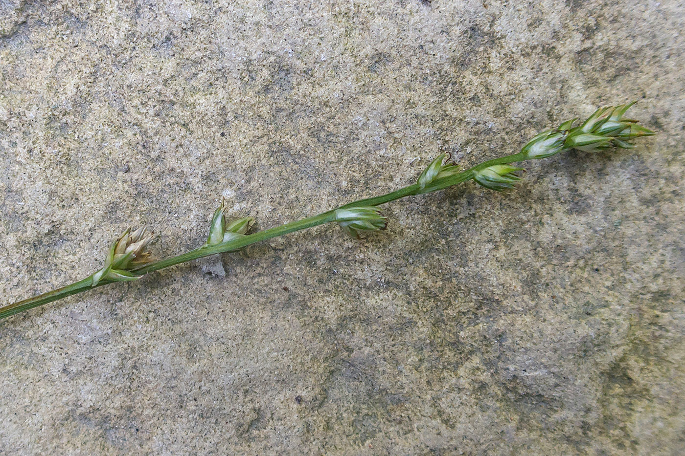 Image of Carex divulsa specimen.