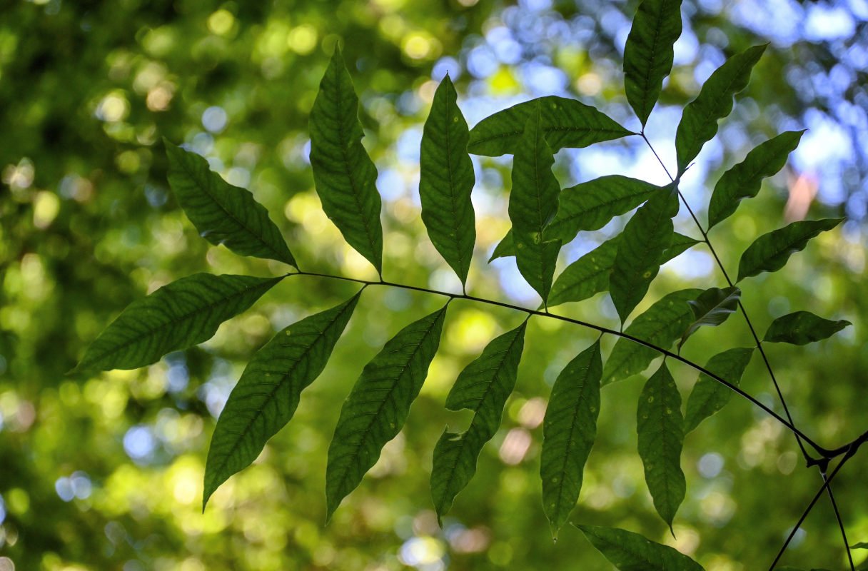 Изображение особи Sapindus saponaria.