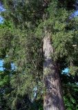 Cryptomeria japonica. Часть ствола и кроны взрослого дерева. Грузия, Аджария, Батумский ботанический сад, в культуре. 16.06.2023.