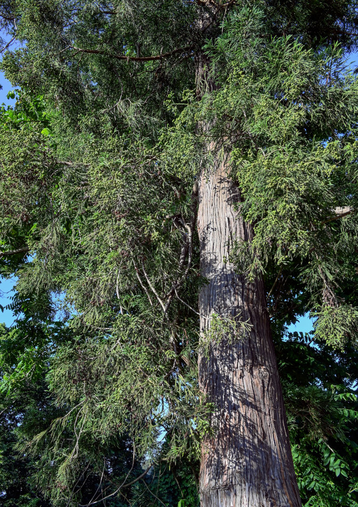 Image of Cryptomeria japonica specimen.