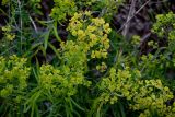 Euphorbia virgata. Верхушки побегов с соплодиями. Оренбургская обл., Медногорский гор. округ, Блявинский карьер, подножие осыпающегося склона. 04.07.2023.