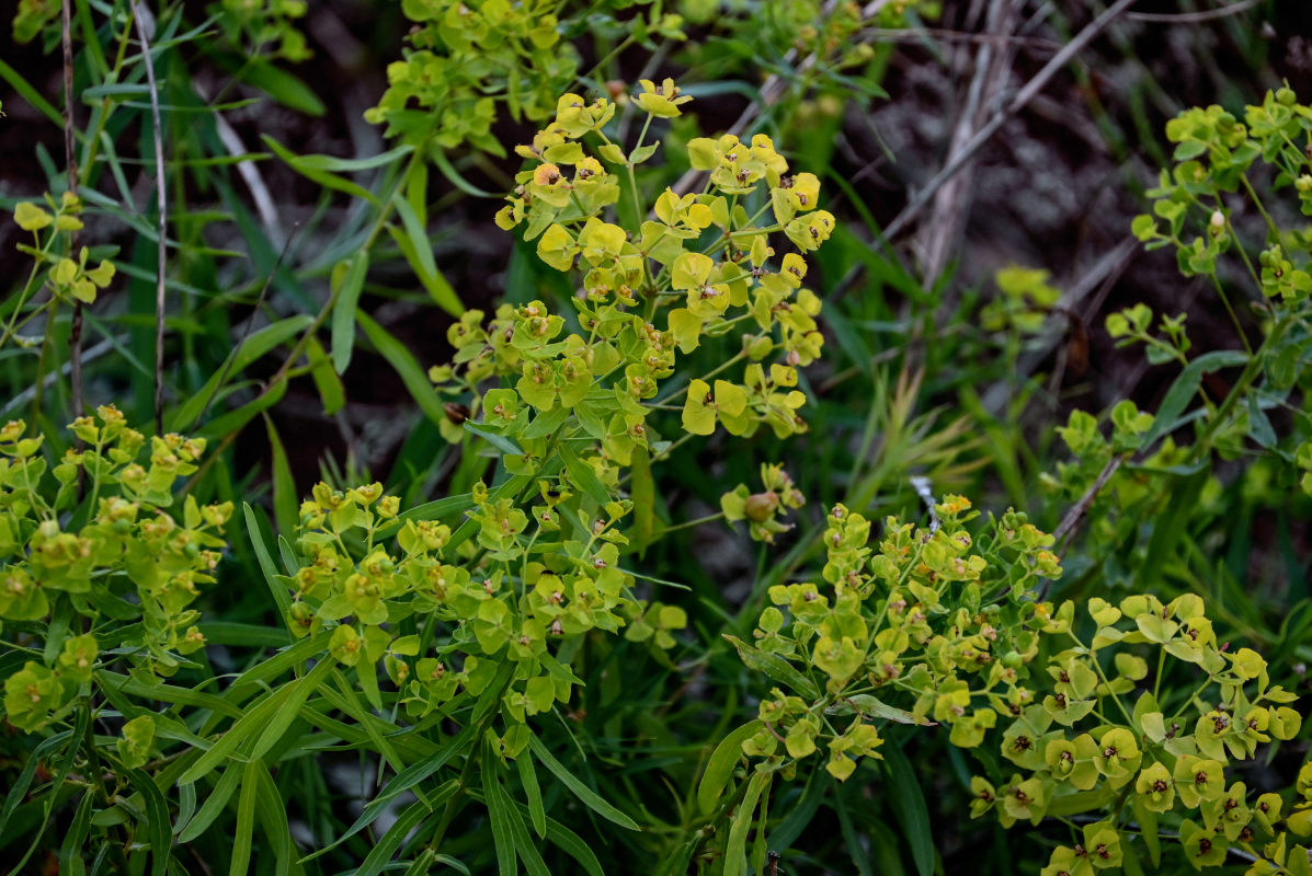 Изображение особи Euphorbia virgata.