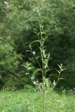 Atriplex sagittata