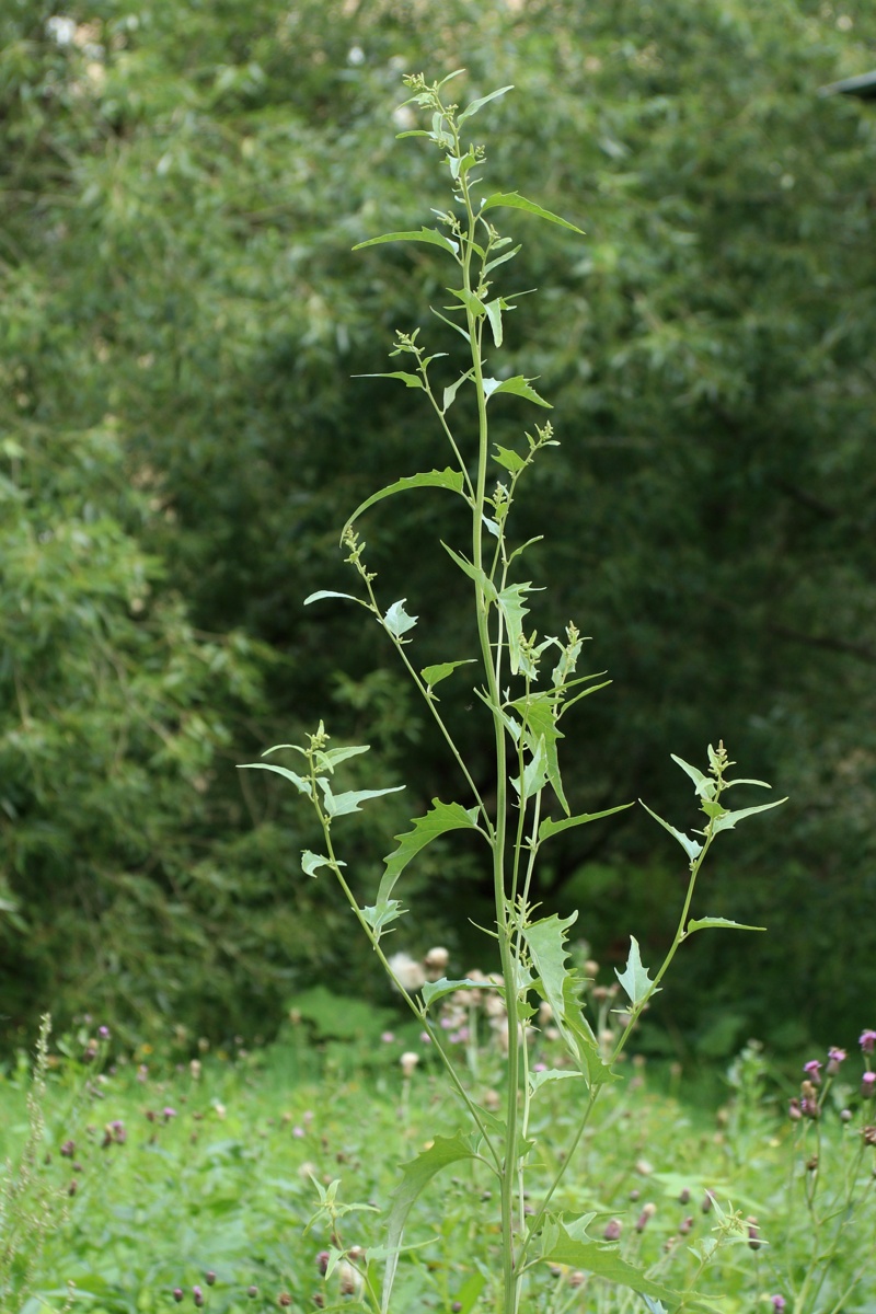 Изображение особи Atriplex sagittata.