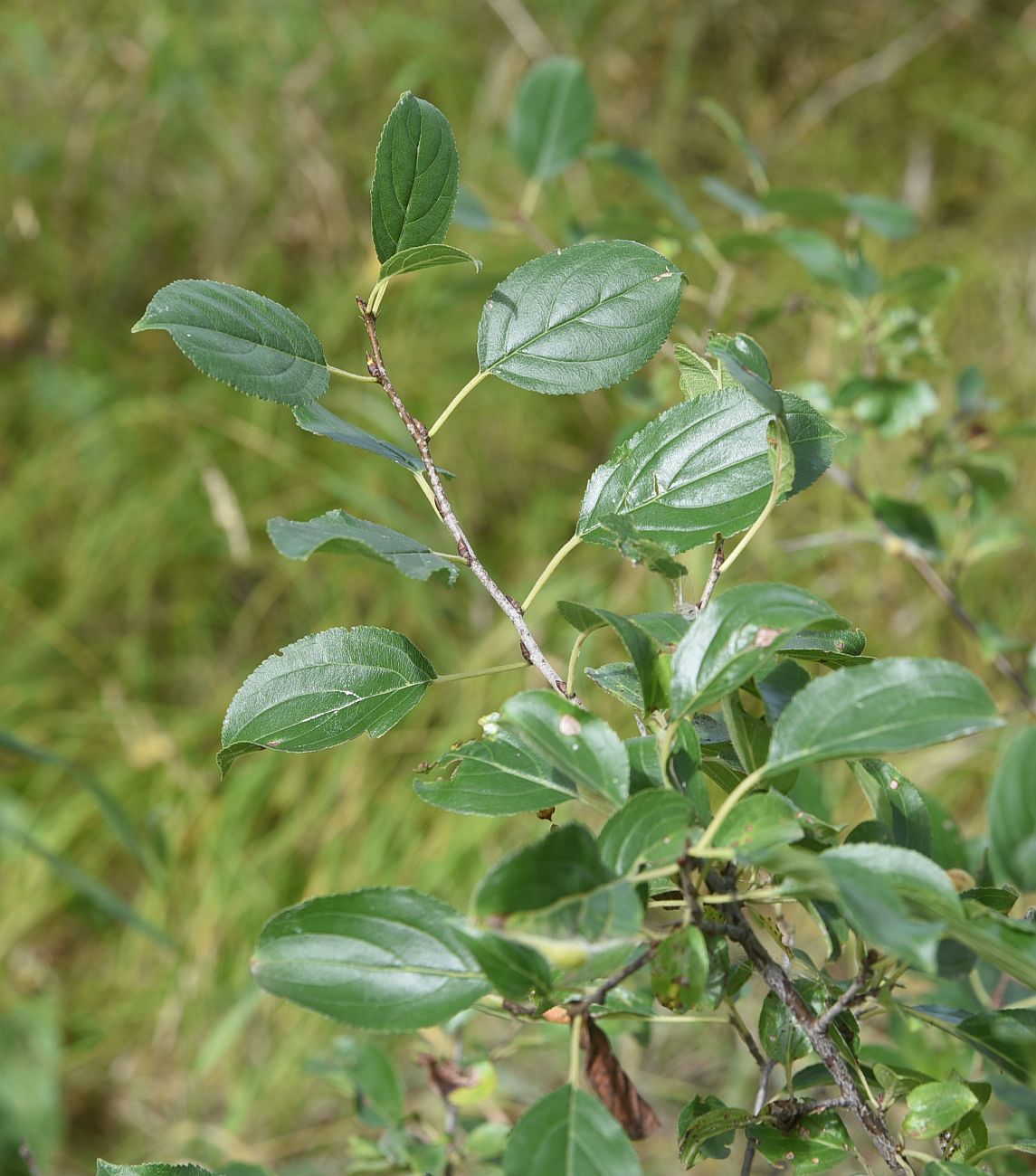 Image of Rhamnus cathartica specimen.