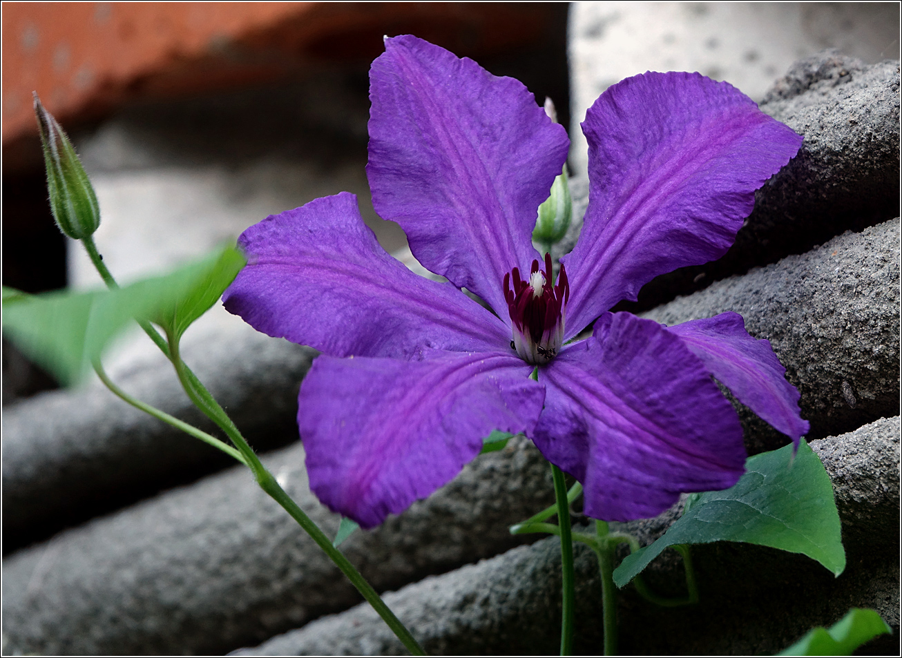 Image of Clematis &times; jackmanii specimen.