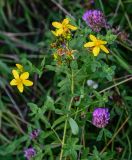 Hypericum perforatum. Верхушка цветущего растения (рядом видны соцветия Trifolium pratense). Московская обл., Сергиево-Посадский р-н, долина р. Пажа, луг. 20.07.2024.