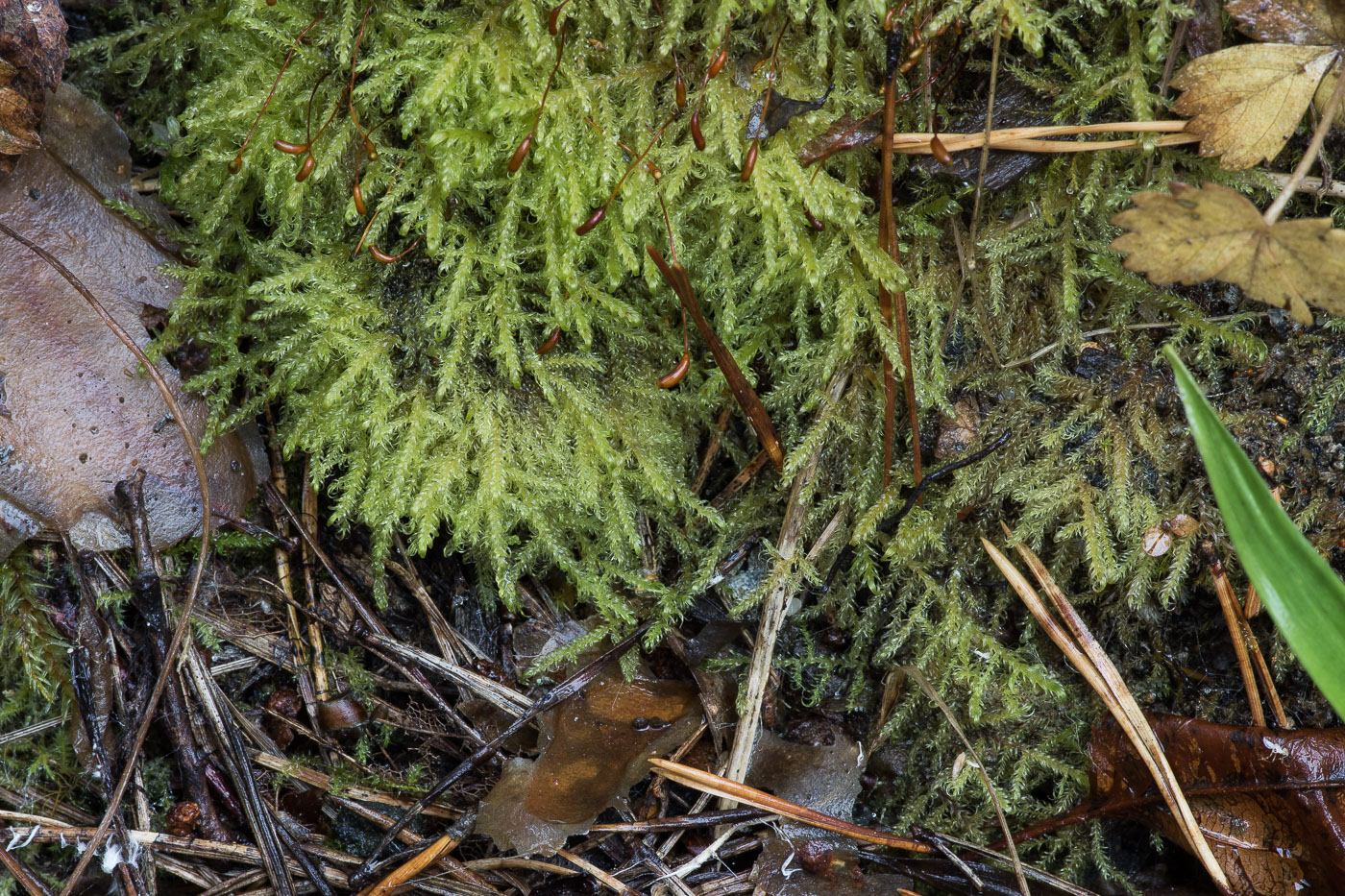 Image of Sanionia uncinata specimen.