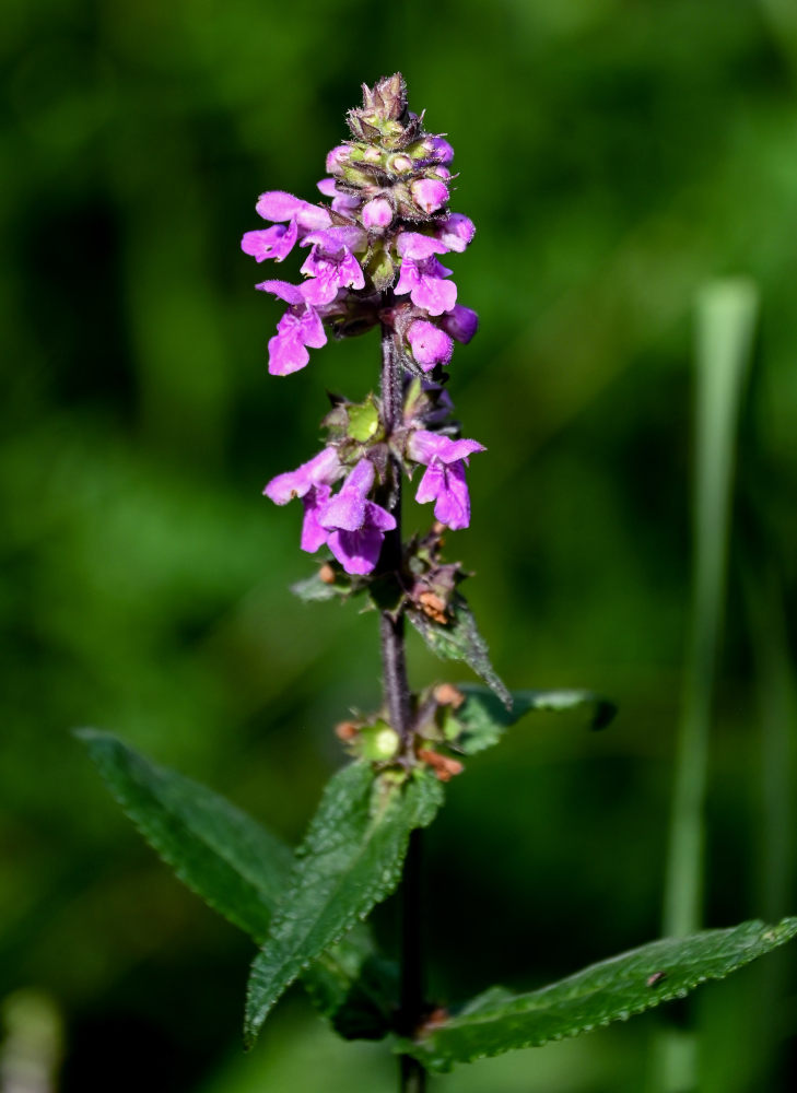 Изображение особи Stachys palustris.