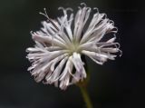 семейство Asteraceae. Соцветие. Вьетнам, провинция Ламдонг, г. Далат, парк \"Valley of Love\", скошенный газон. 30.07.2024.