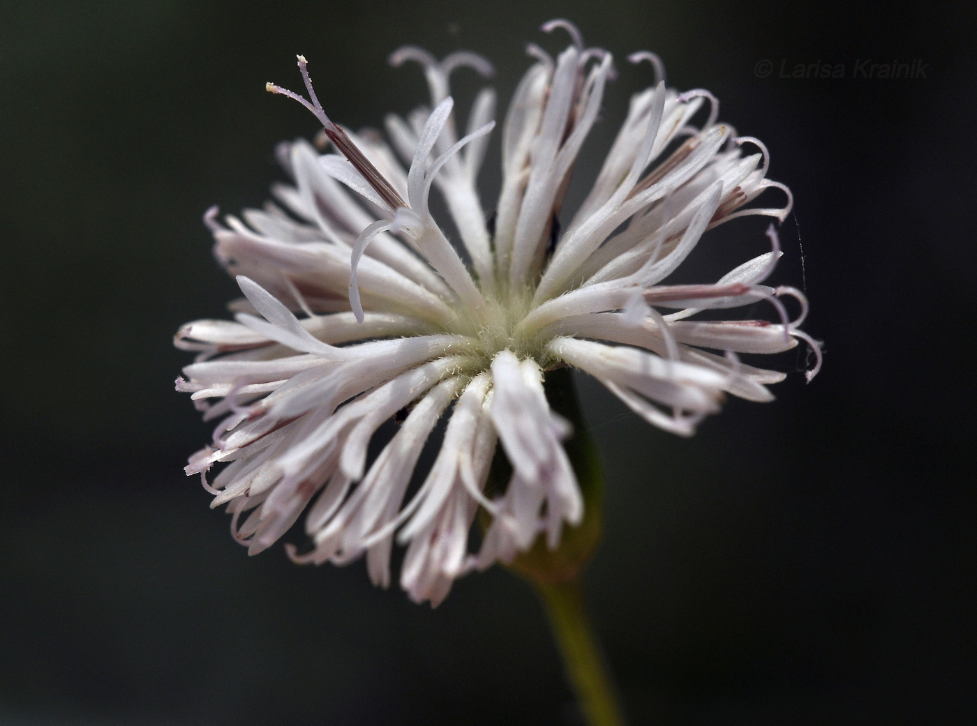 Image of familia Asteraceae specimen.