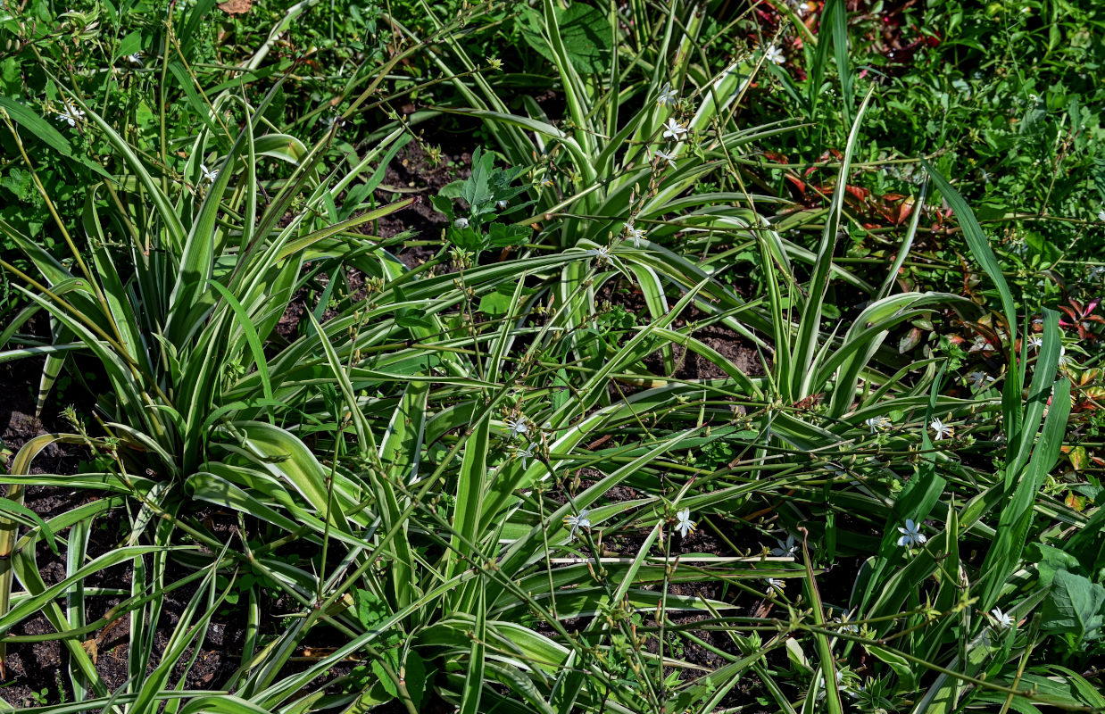 Image of Chlorophytum comosum specimen.