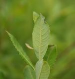 Salix caprea