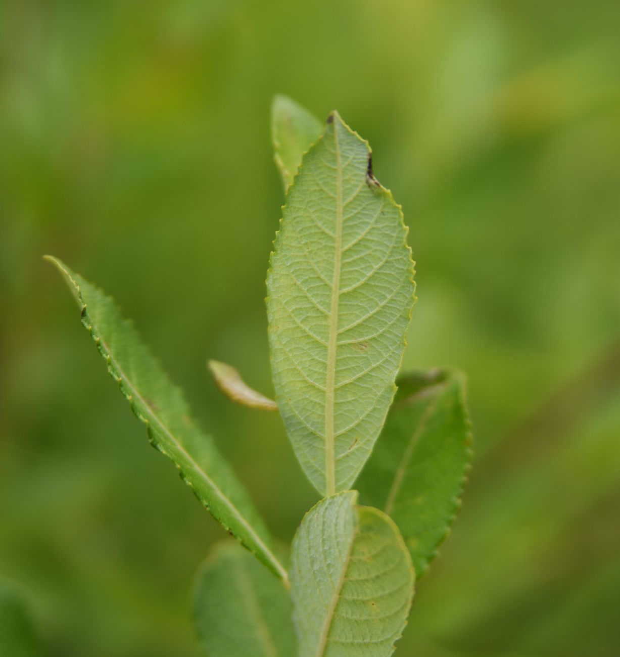 Image of Salix caprea specimen.