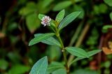 Alternanthera philoxeroides. Верхушка побега с соцветием. Китай, провинция Гуанси, рисовые террасы Лунцзи, у дороги. 29.05.2024.