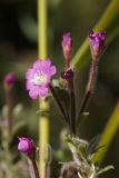 Epilobium hirsutum. Цветущий, отцветший и распускающиеся цветки. ДНР, г. Донецк, балка Бирючья, берег пруда. 25.09.2024.