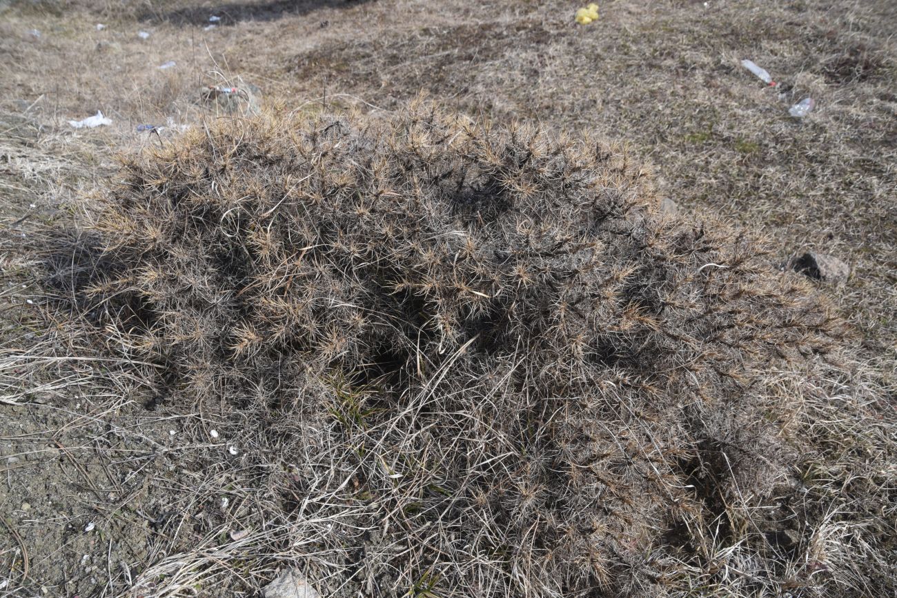 Изображение особи Astragalus denudatus.