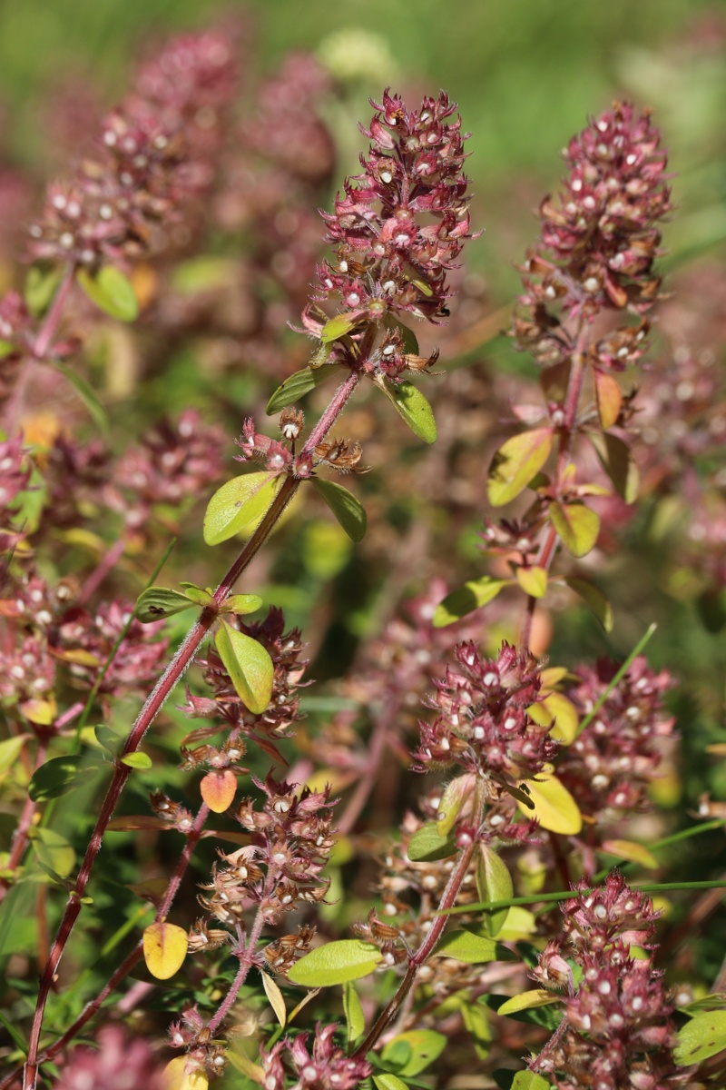 Изображение особи Thymus ovatus.