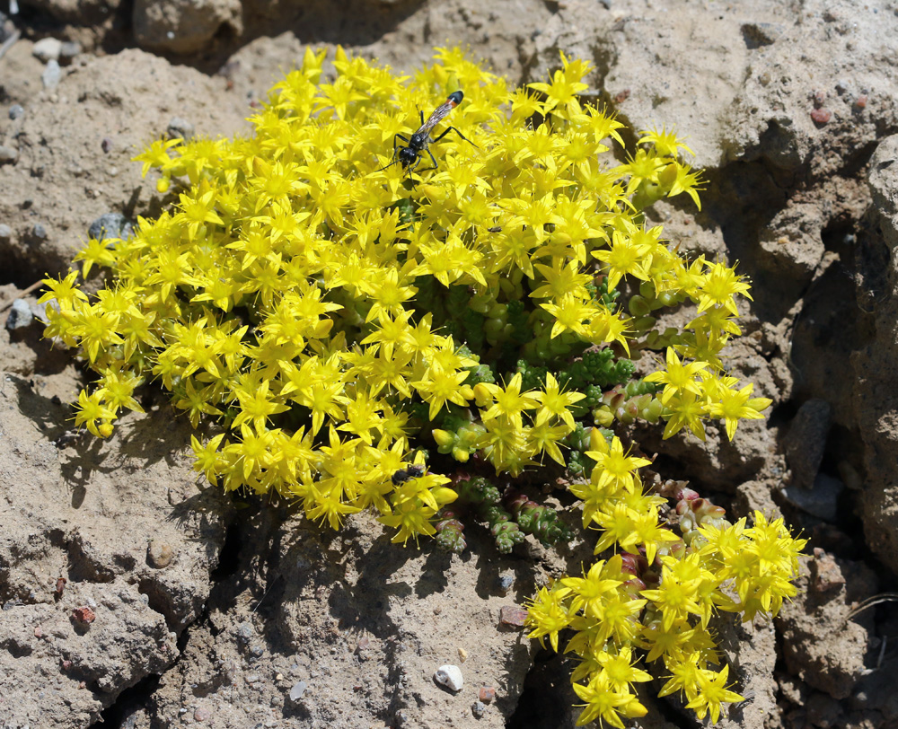 Изображение особи Sedum acre.
