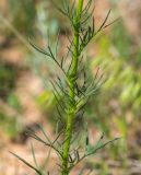 View full-size image Crupina vulgaris