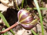 View full-size image Adonis amurensis