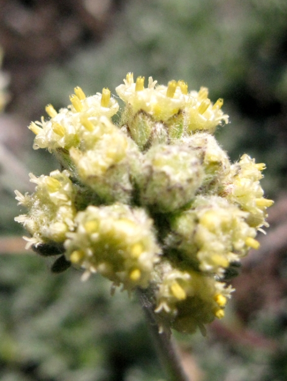 Изображение особи Artemisia glomerata.