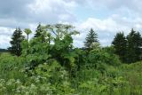 View full-size image Heracleum sosnowskyi