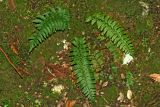 genus Polystichum