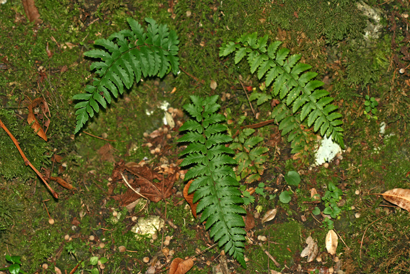 Image of genus Polystichum specimen.