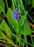 View full-size image Pontederia cordata
