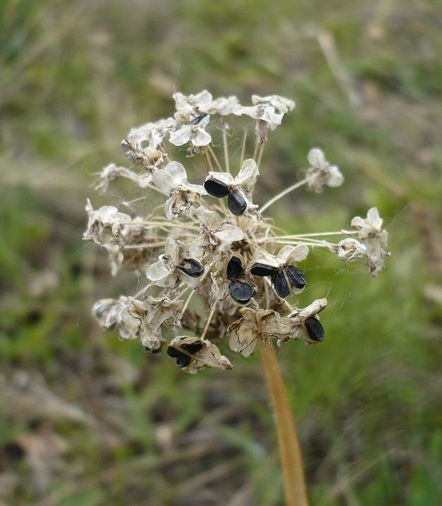 Image of Allium nutans specimen.