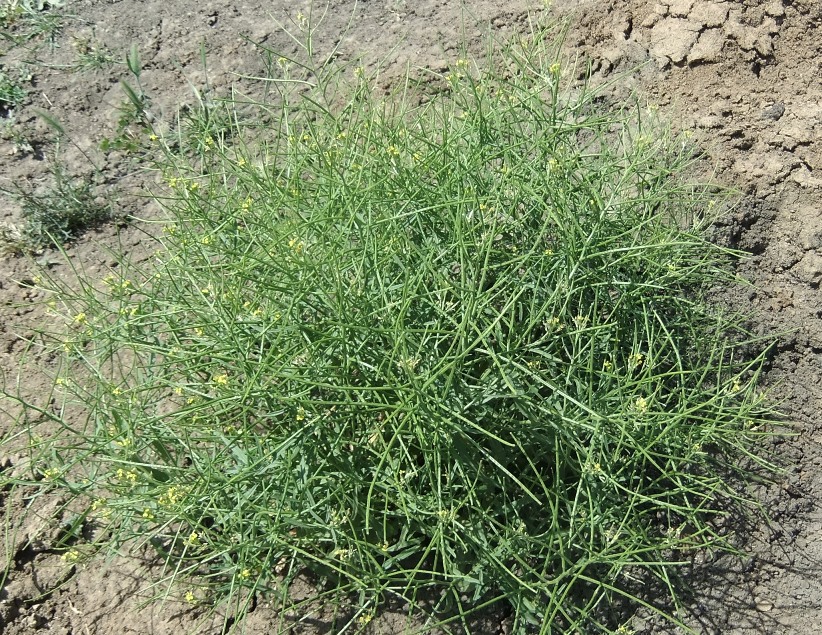 Image of Erysimum repandum specimen.