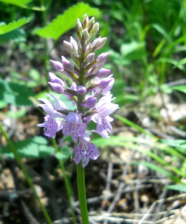 Image of Dactylorhiza fuchsii specimen.