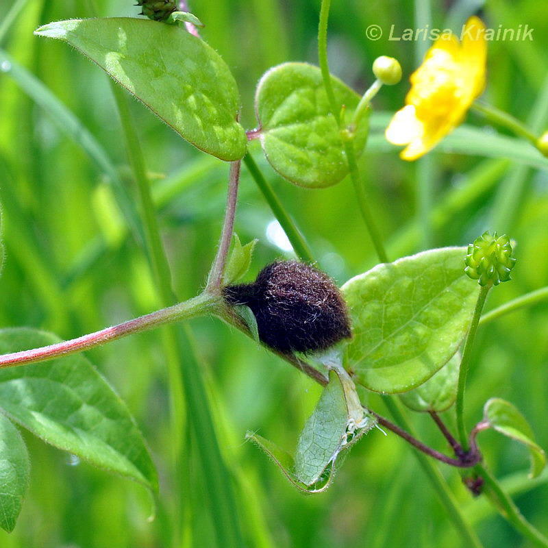 Изображение особи Clematis fusca.