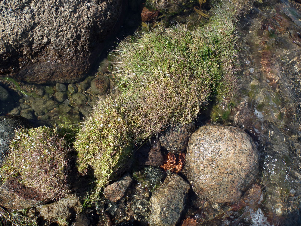 Image of Stellaria humifusa specimen.