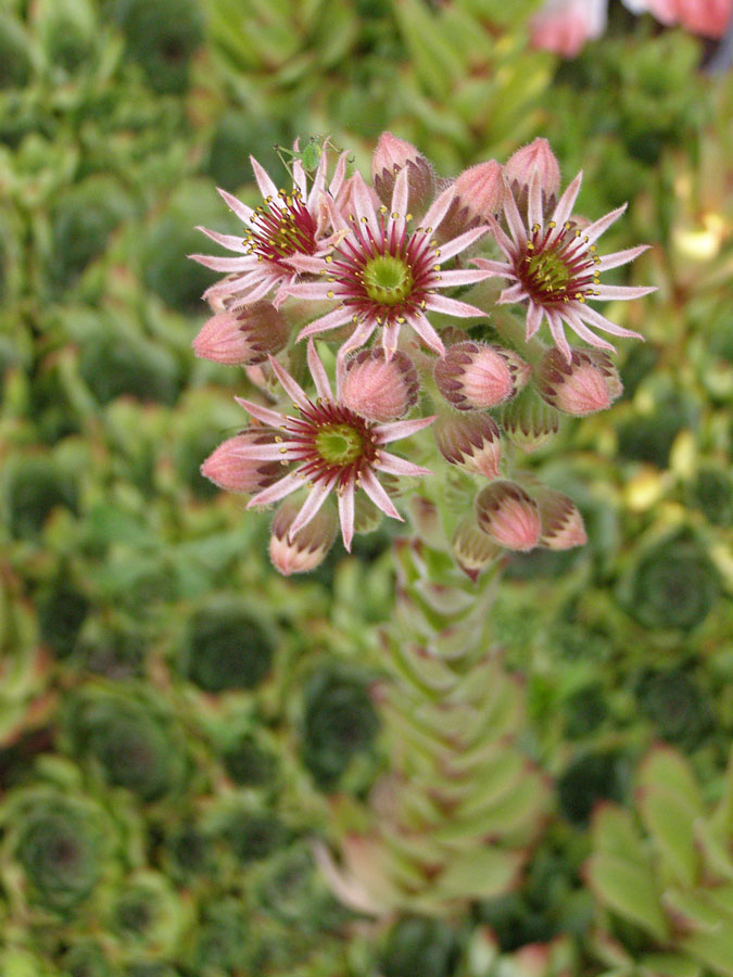 Image of Sempervivum tectorum specimen.