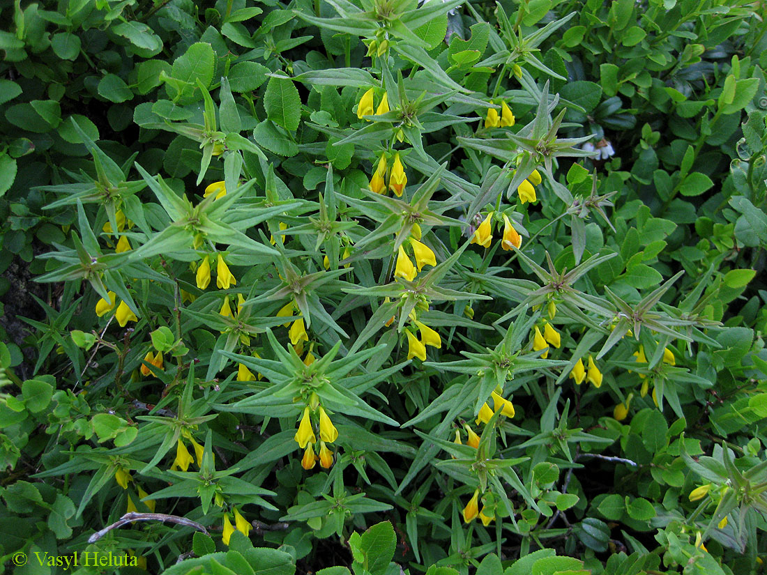 Image of Melampyrum herbichii specimen.