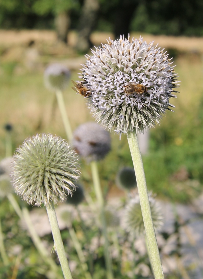 Изображение особи Echinops sphaerocephalus.