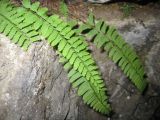 Polystichum craspedosorum. Листья. Приморский край, Партизанский р-н, окр. с. Кузнецово, известняковые скалы. 17.09.2011.