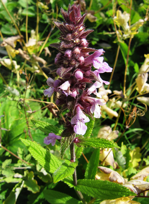 Изображение особи Stachys palustris.