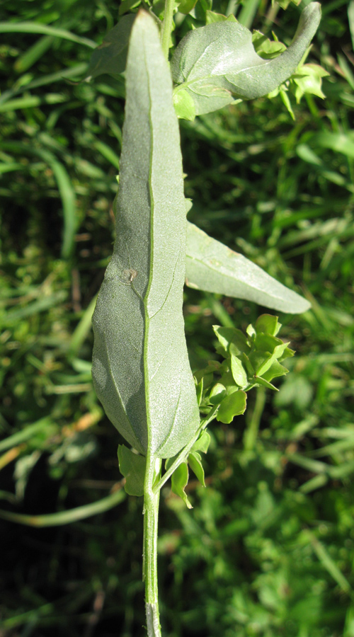 Image of Atriplex sagittata specimen.