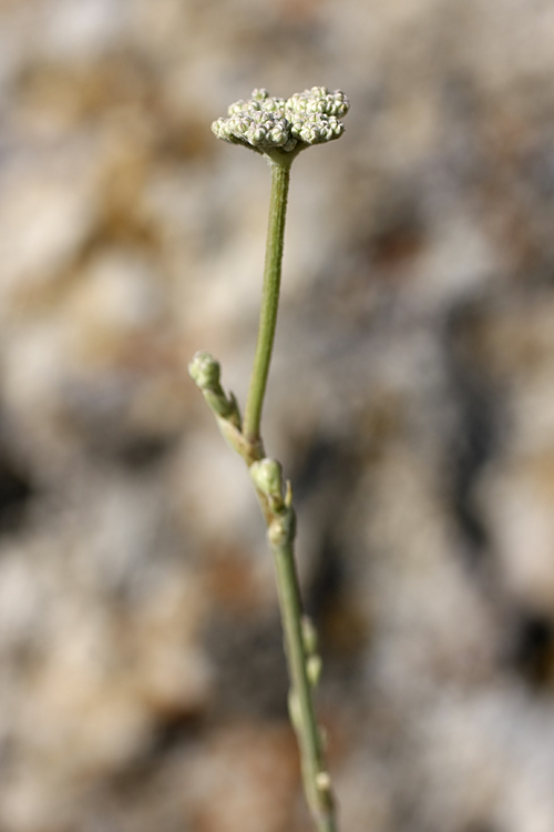 Image of Seseli marginatum specimen.