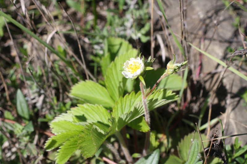 Изображение особи Fragaria viridis.