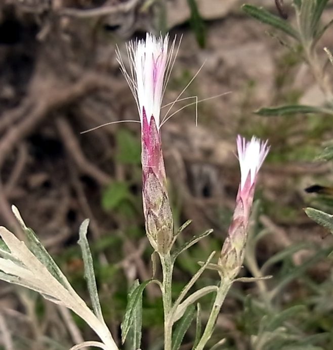 Image of Staehelina dubia specimen.