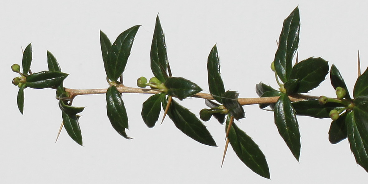 Image of Berberis verruculosa specimen.