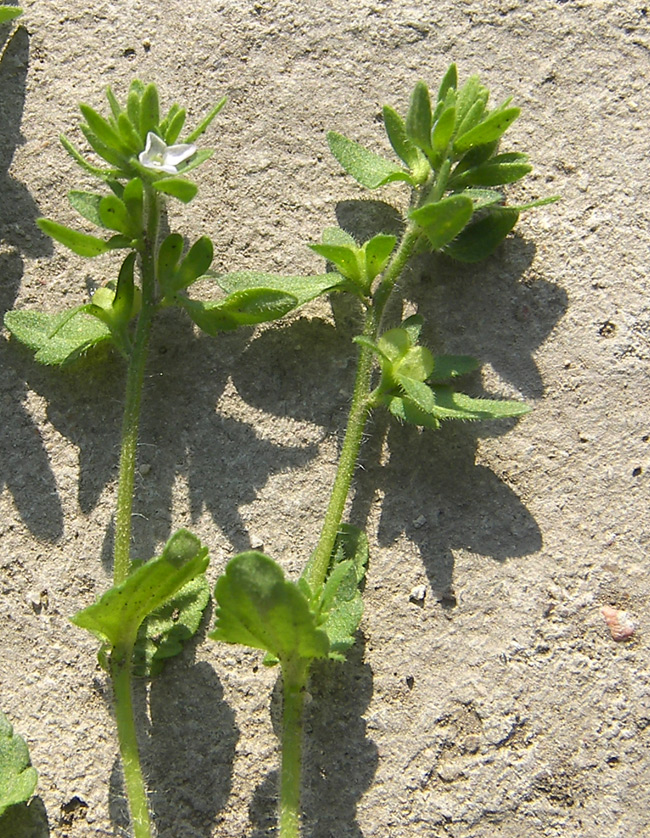 Image of Veronica arvensis specimen.