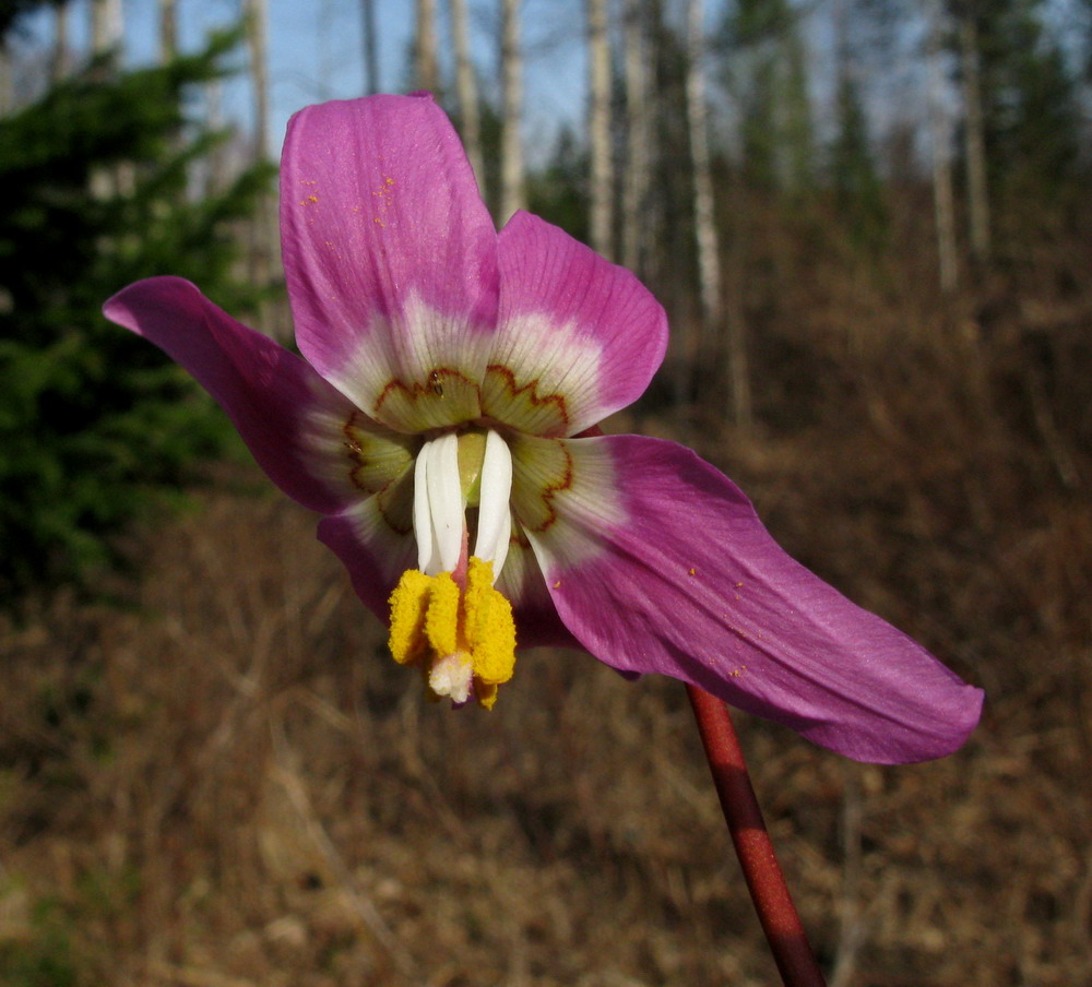 Image of Erythronium sajanense specimen.