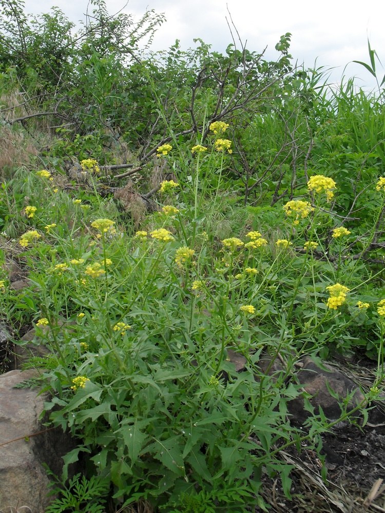 Image of Sisymbrium loeselii specimen.