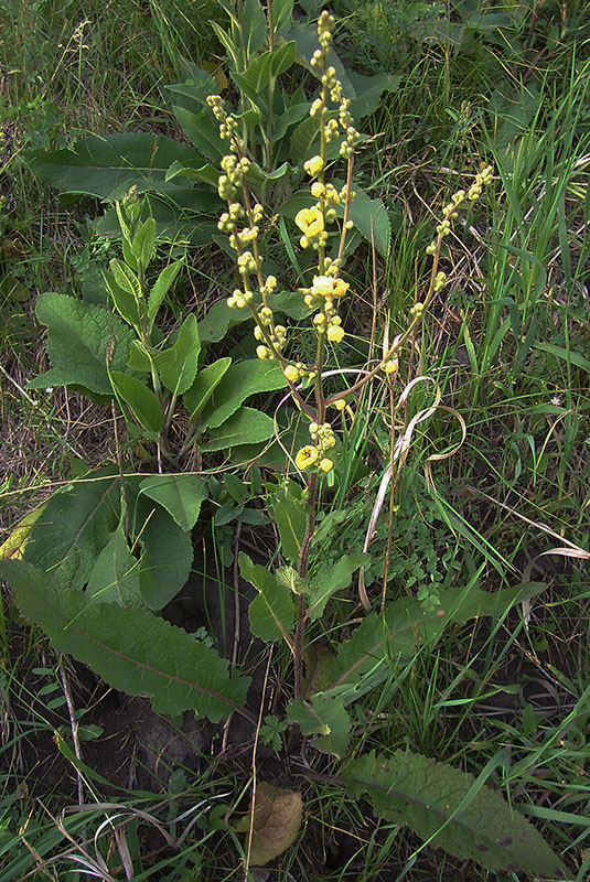 Image of Verbascum marschallianum specimen.